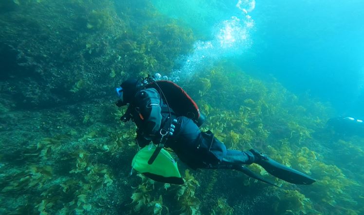 Diver searching for Undaria in Tamatea/Dusky Sound